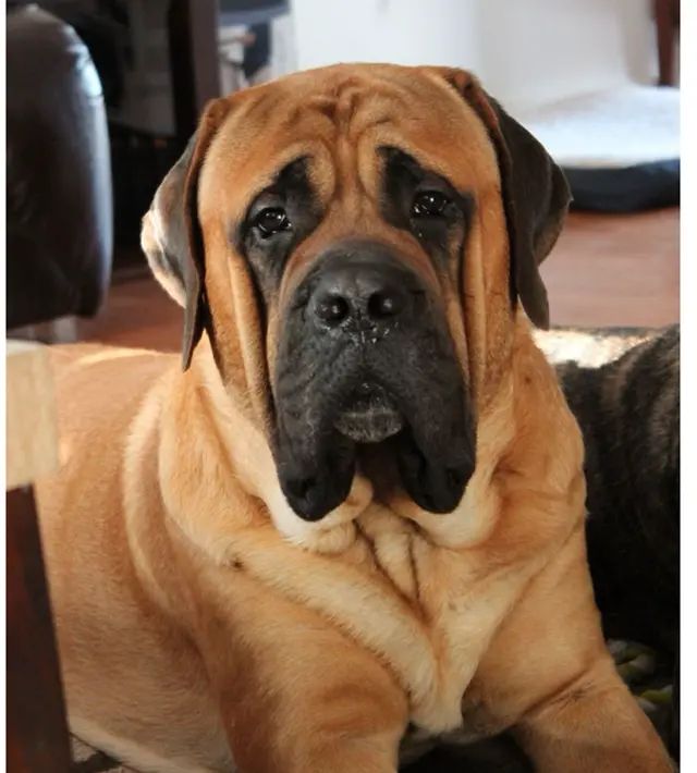 Chien XXL