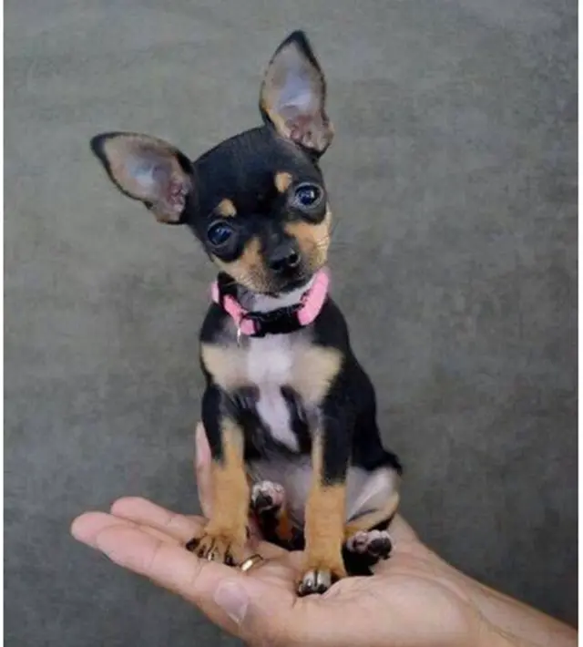 Petit chien